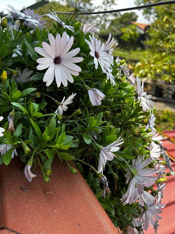 Grotta Del Monaco Bed & Breakfast Pedara Luaran gambar